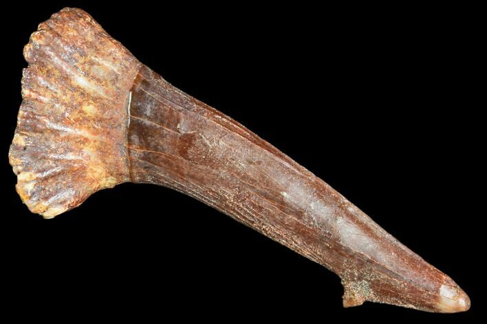 Fossil Sawfish (Onchopristis) Rostral Barb- Morocco #106468